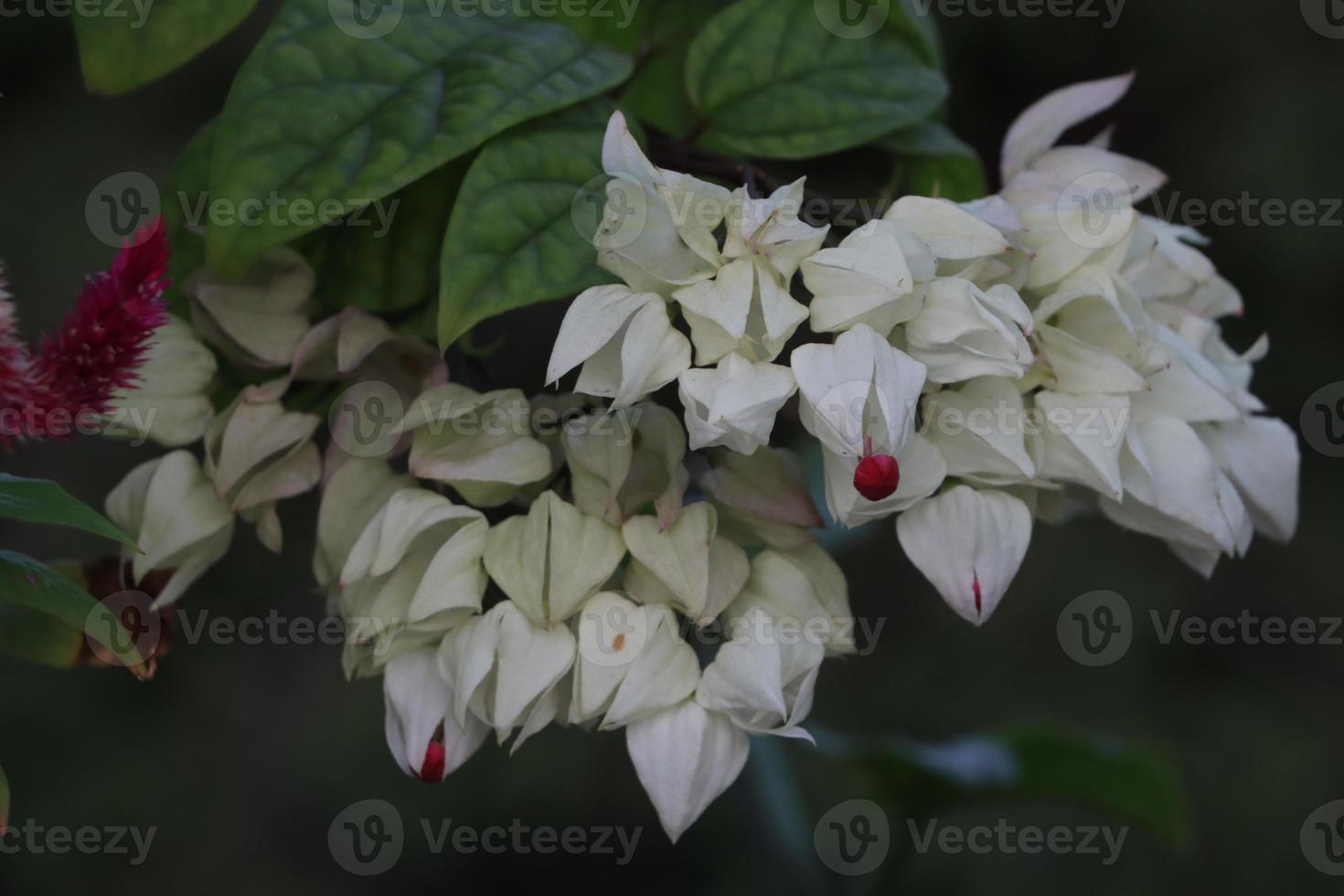 White Color Bleeding Heart Flower with green background photo