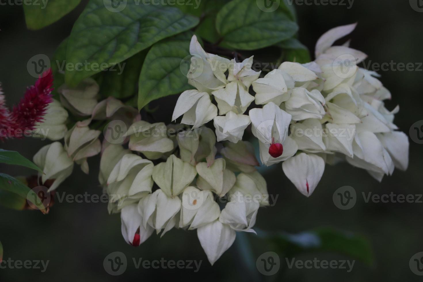 Flor de corazón sangrante de color blanco con fondo verde foto