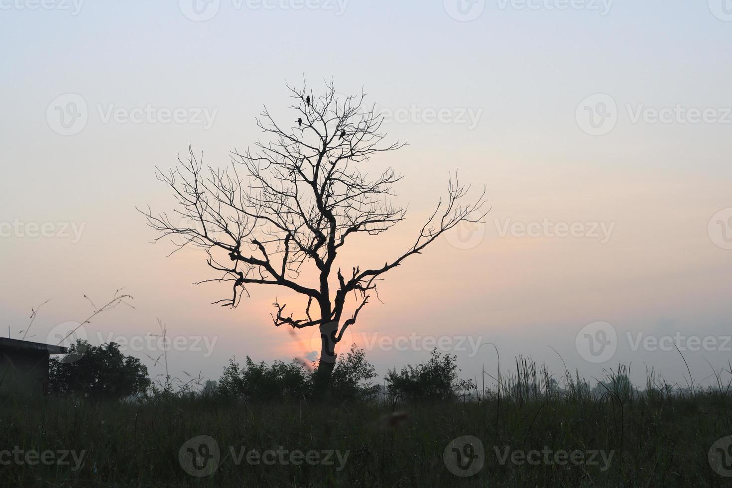 Hermosa vista del amanecer con árboles silueta de Tamil Nadu en India foto