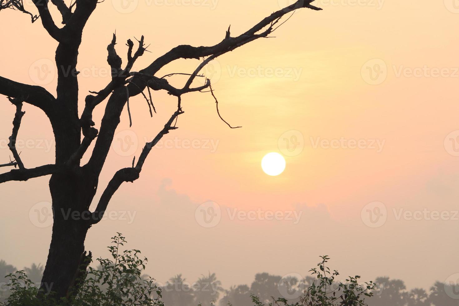 Hermosa vista del amanecer con árboles silueta de Tamil Nadu en India foto