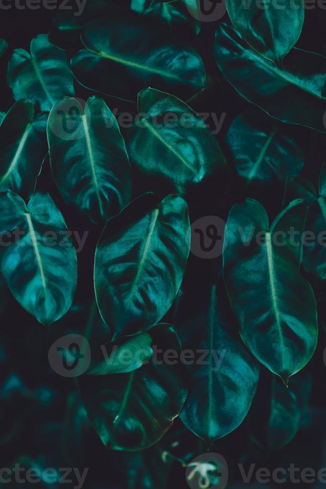 Tropical leaf on dark photo