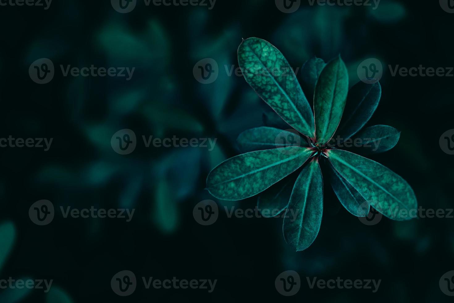 Tropical leaf on dark photo