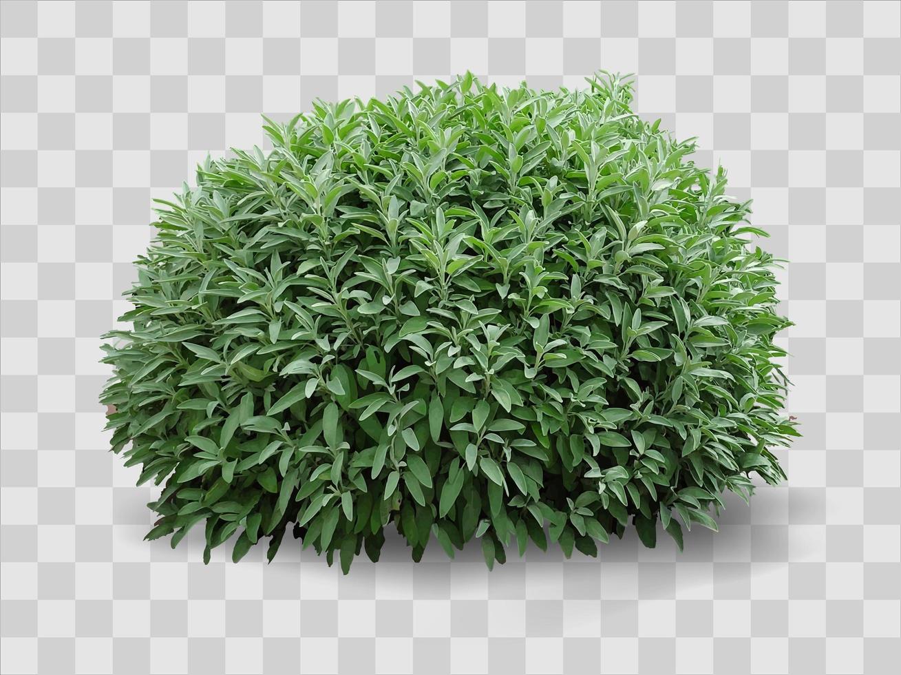 Green decorative realistic bush on the flower bed vector