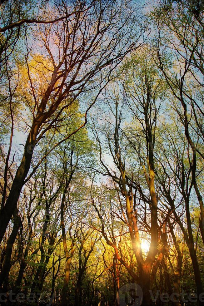 árboles en la naturaleza en el parque foto