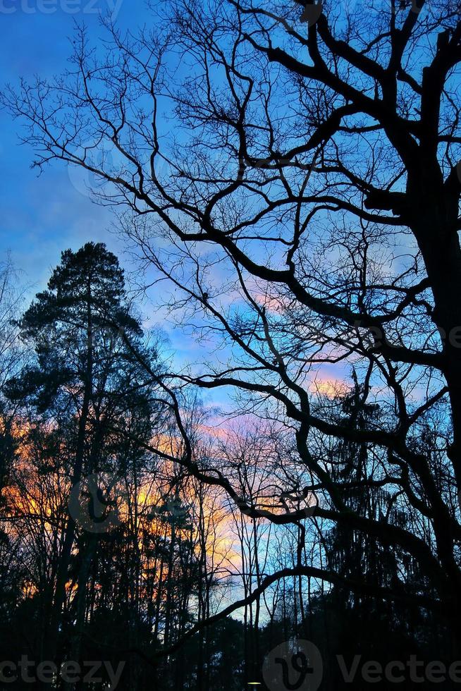 Trees in Nature in Park photo