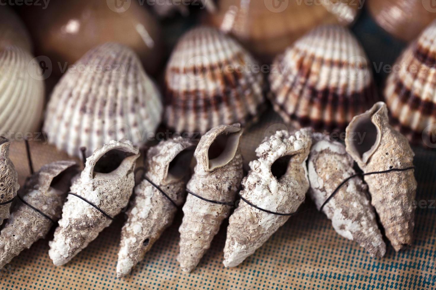 Sea Animal Dried Fish and Seashell photo