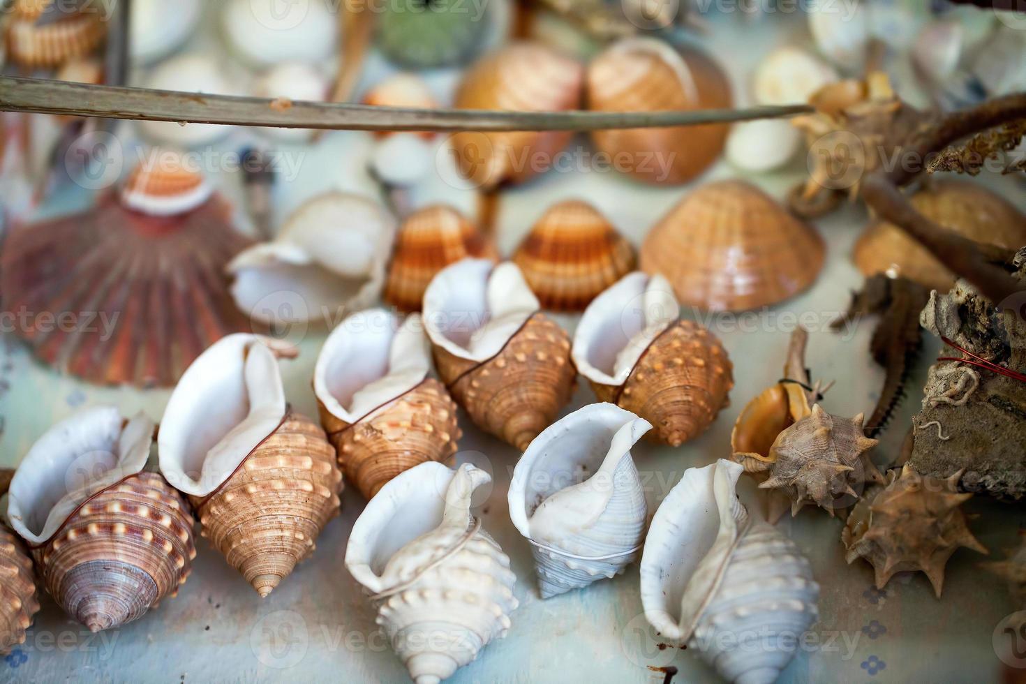 pescado seco de animales marinos y conchas marinas foto