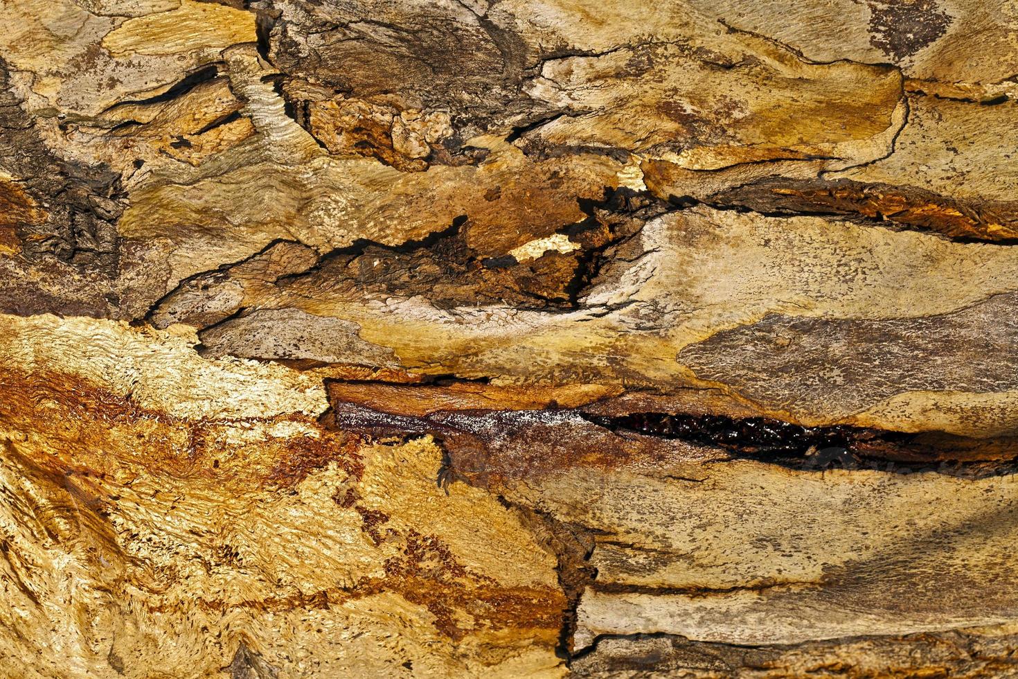 tronco de corteza de madera de árbol natural foto