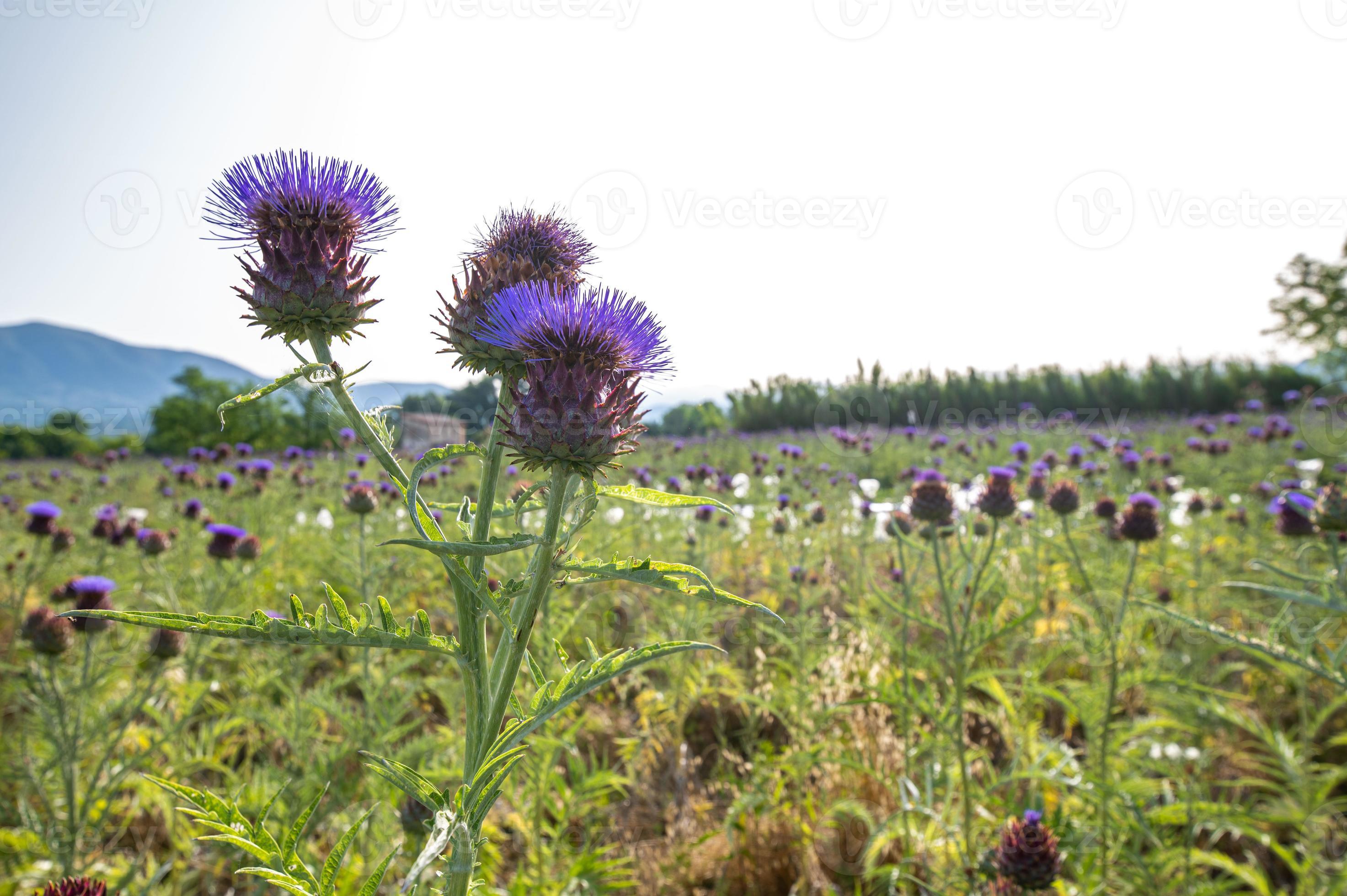 field of artichokes in bloom 3078864 Stock Photo at Vecteezy