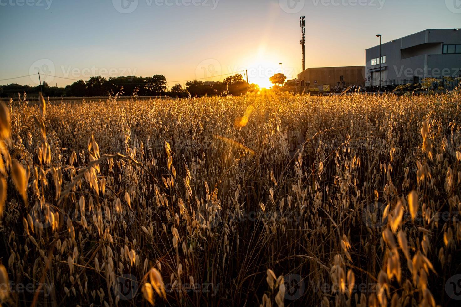 ditch grass at sunset of an orange color photo