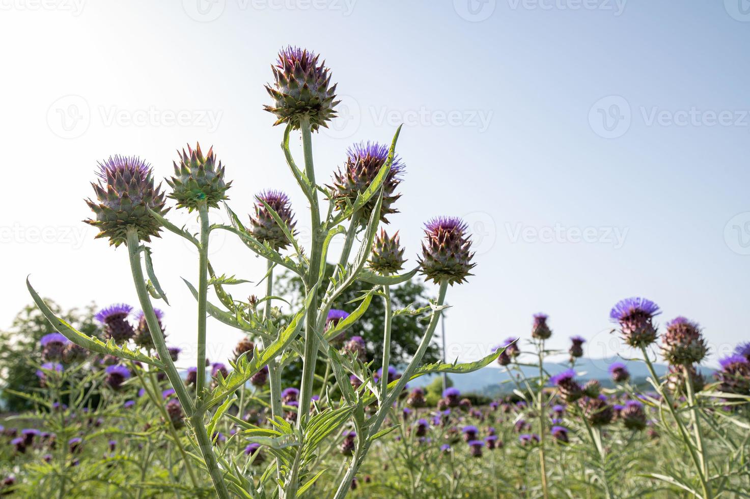 field of artichokes in bloom 3078867 Stock Photo at Vecteezy