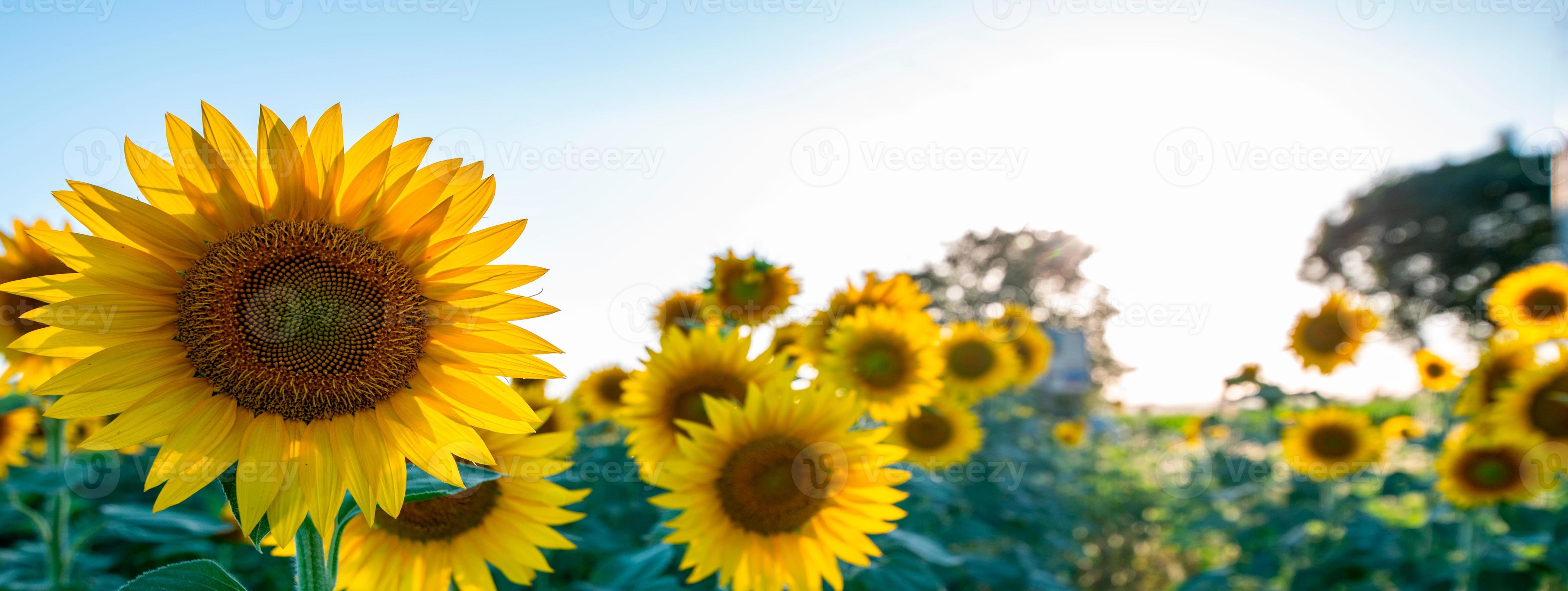 Picture with sunflowers-ひまわり ひまわり＊Sunflower