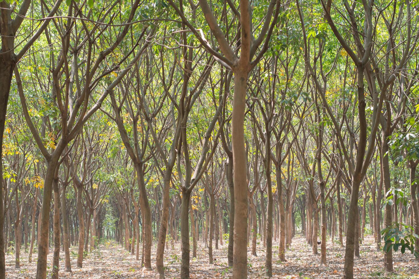 rubber plantation, South of Thailand photo