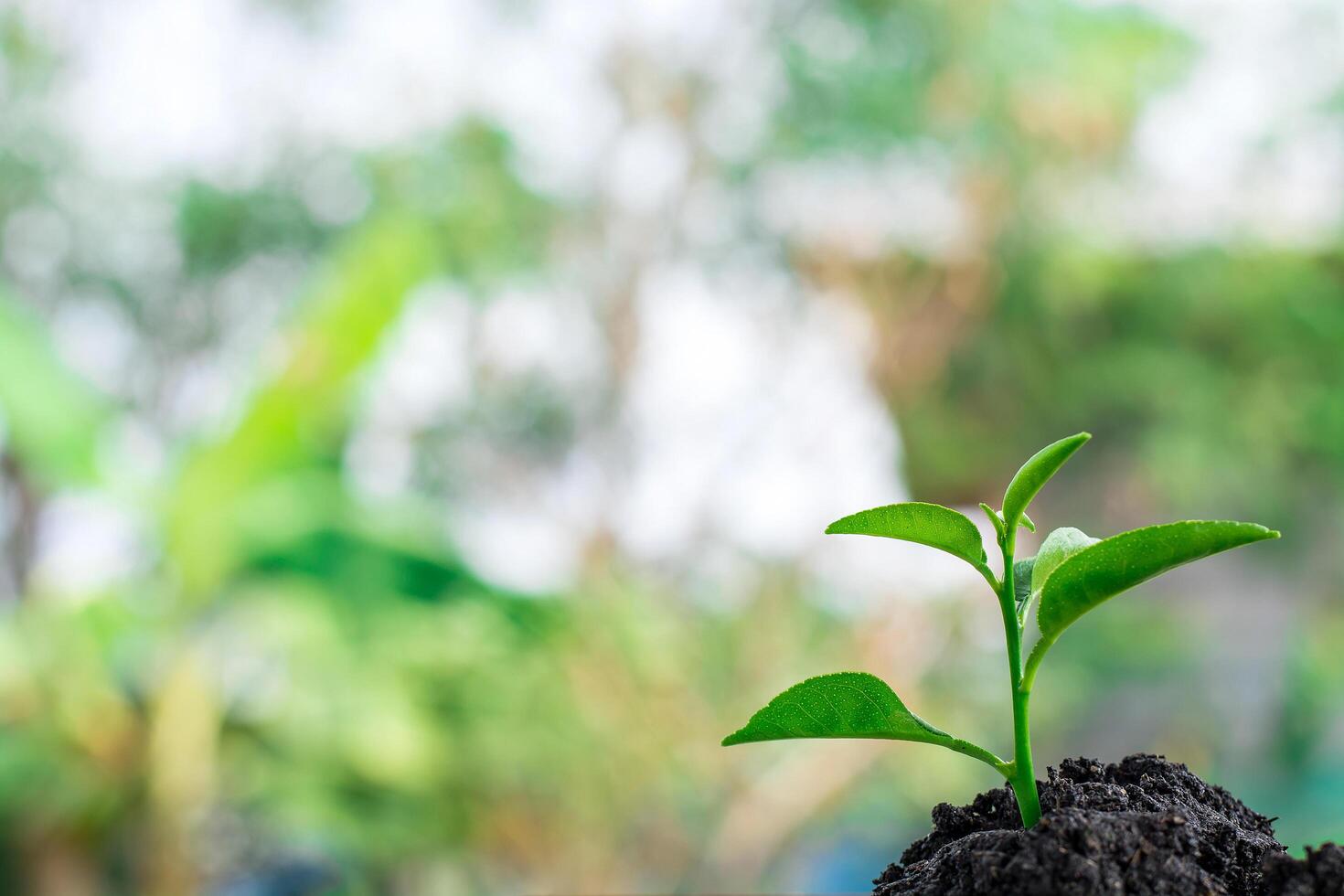 green Young plant in nature photo