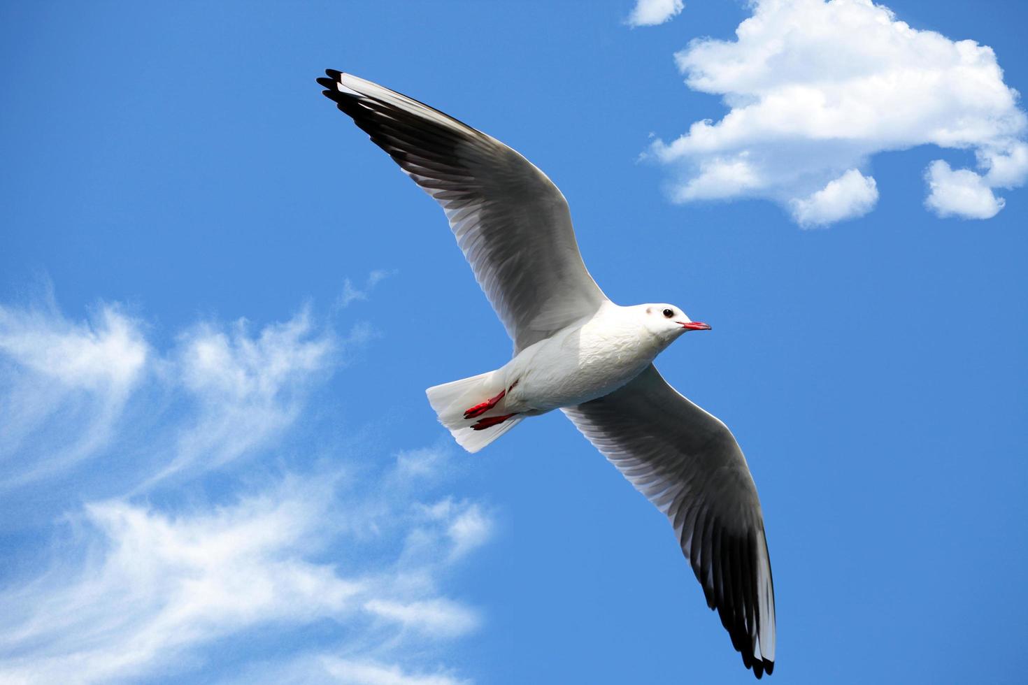 Animal Bird Seagull Flying on Sky photo