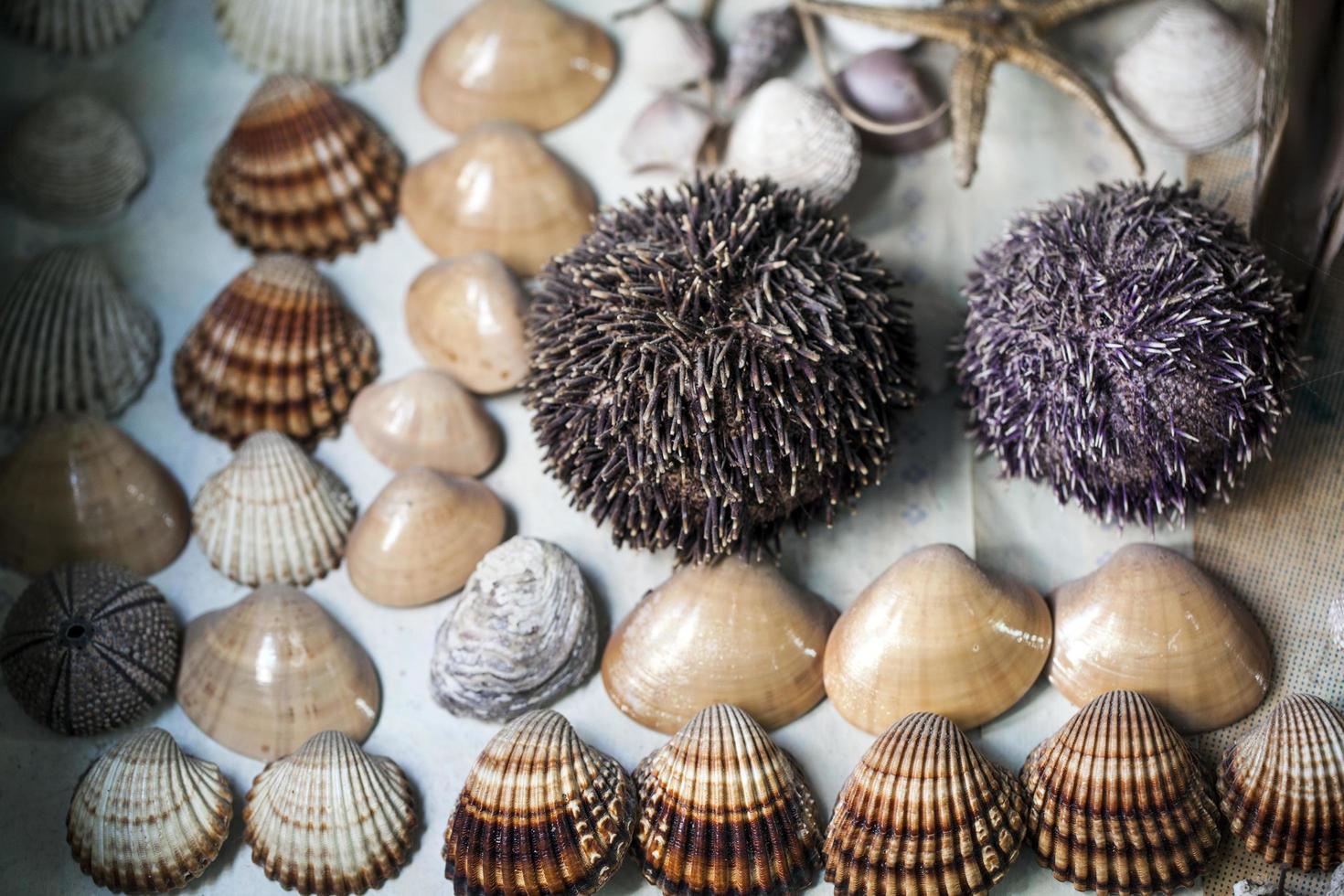 Sea Animal Dried Fish and Seashell photo