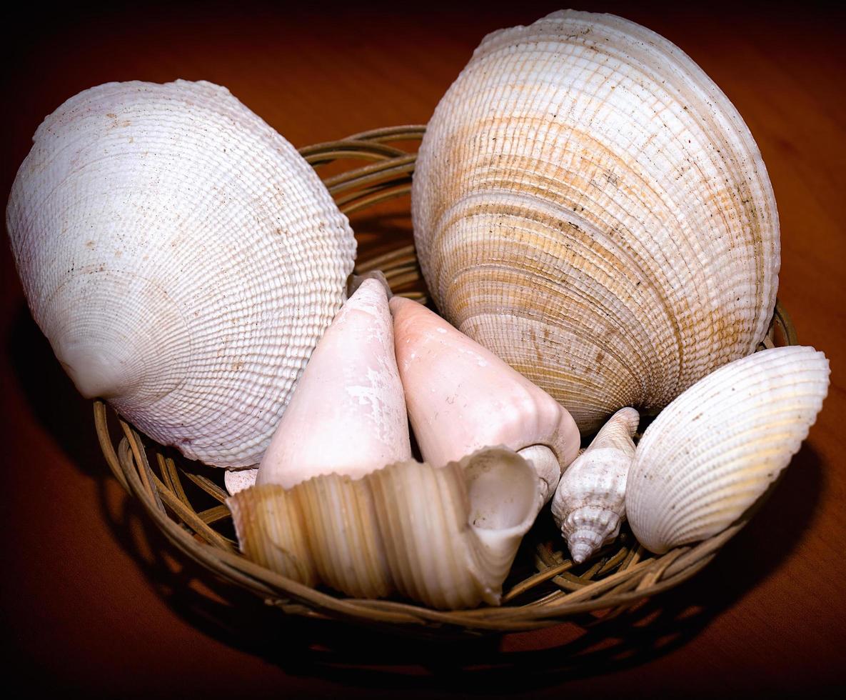 Sea Animal Dried Fish and Seashell photo