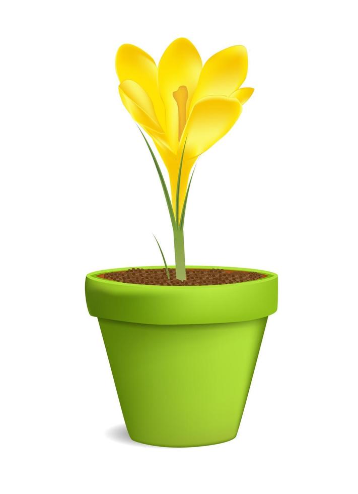 Crocuses in Flowerpot Vector Illustration Isolated on White