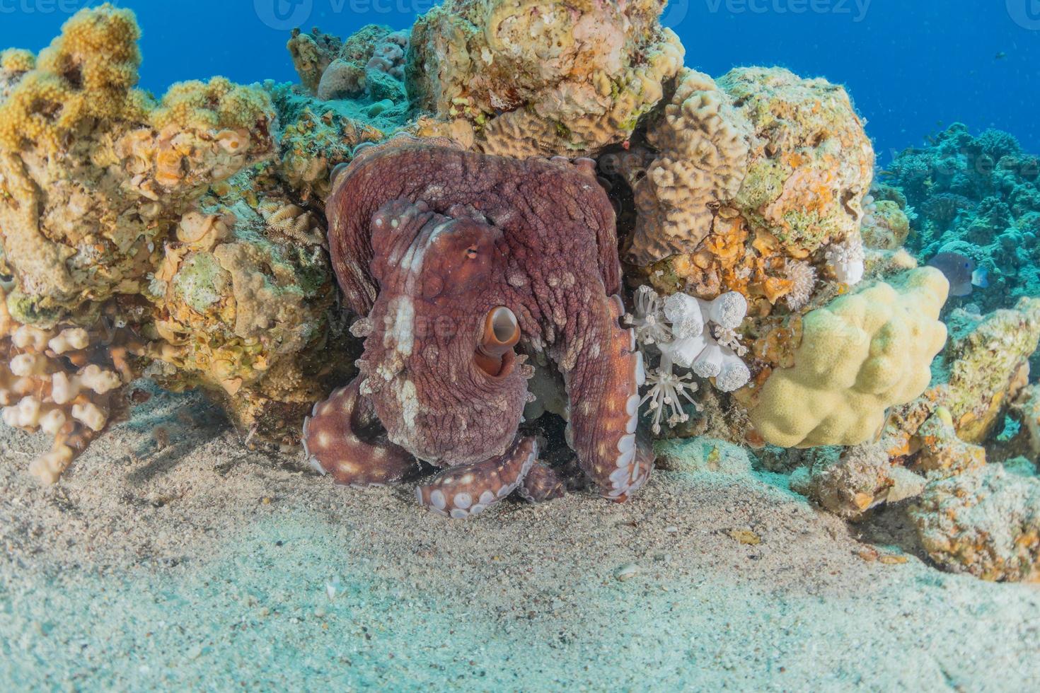 Pulpo rey del camuflaje en el mar Rojo, Eilat, Israel foto