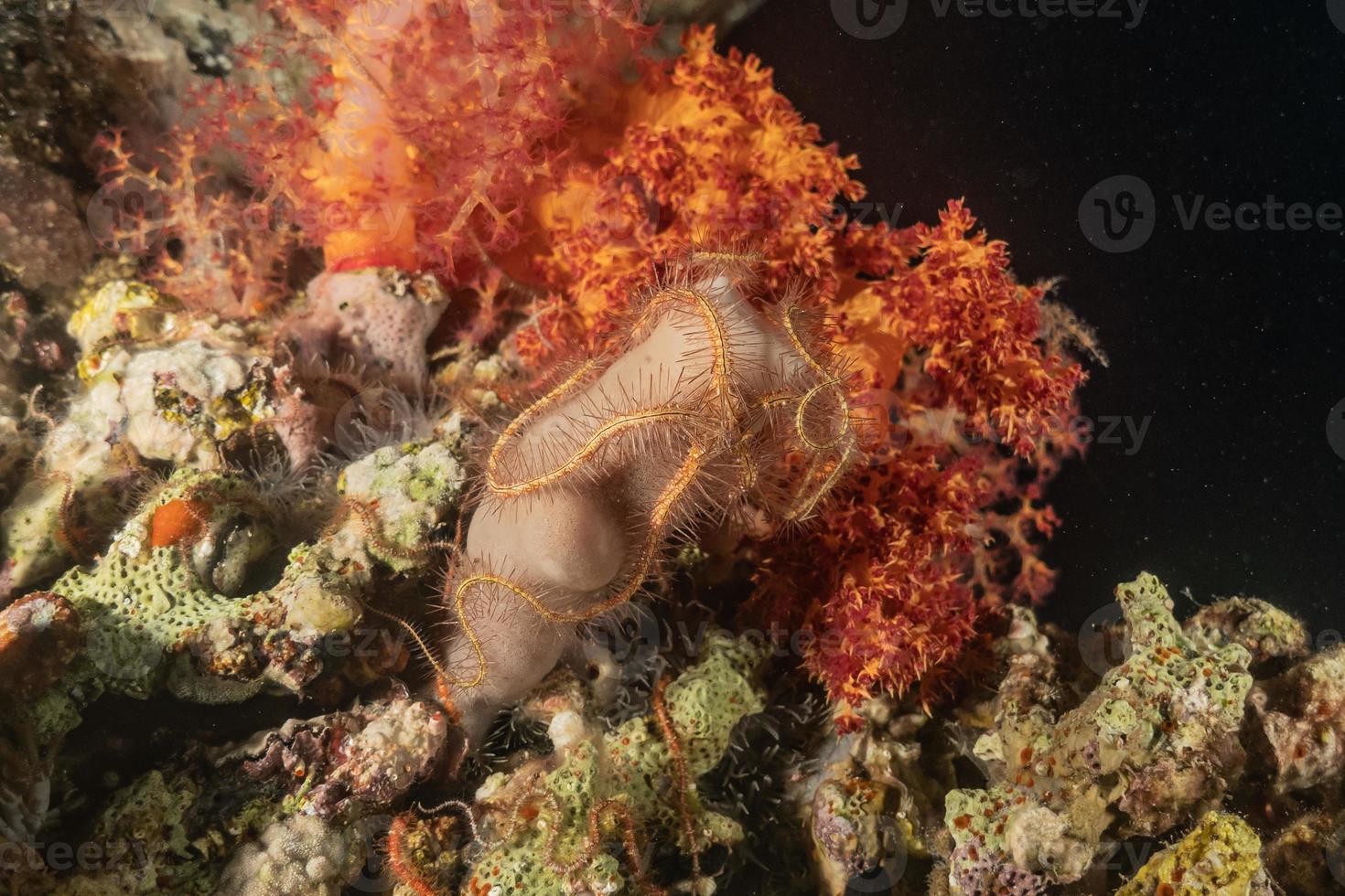 Coral reef and water plants in the Red Sea, Eilat Israel photo