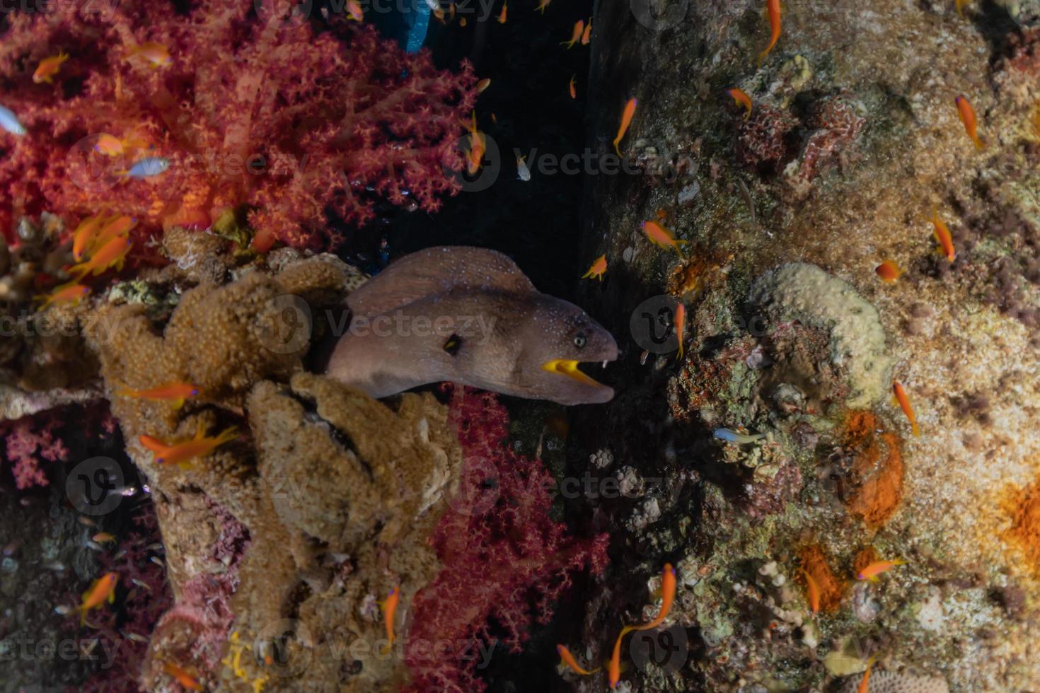 Moray eel Mooray lycodontis undulatus in the Red Sea, Eilat Israel photo