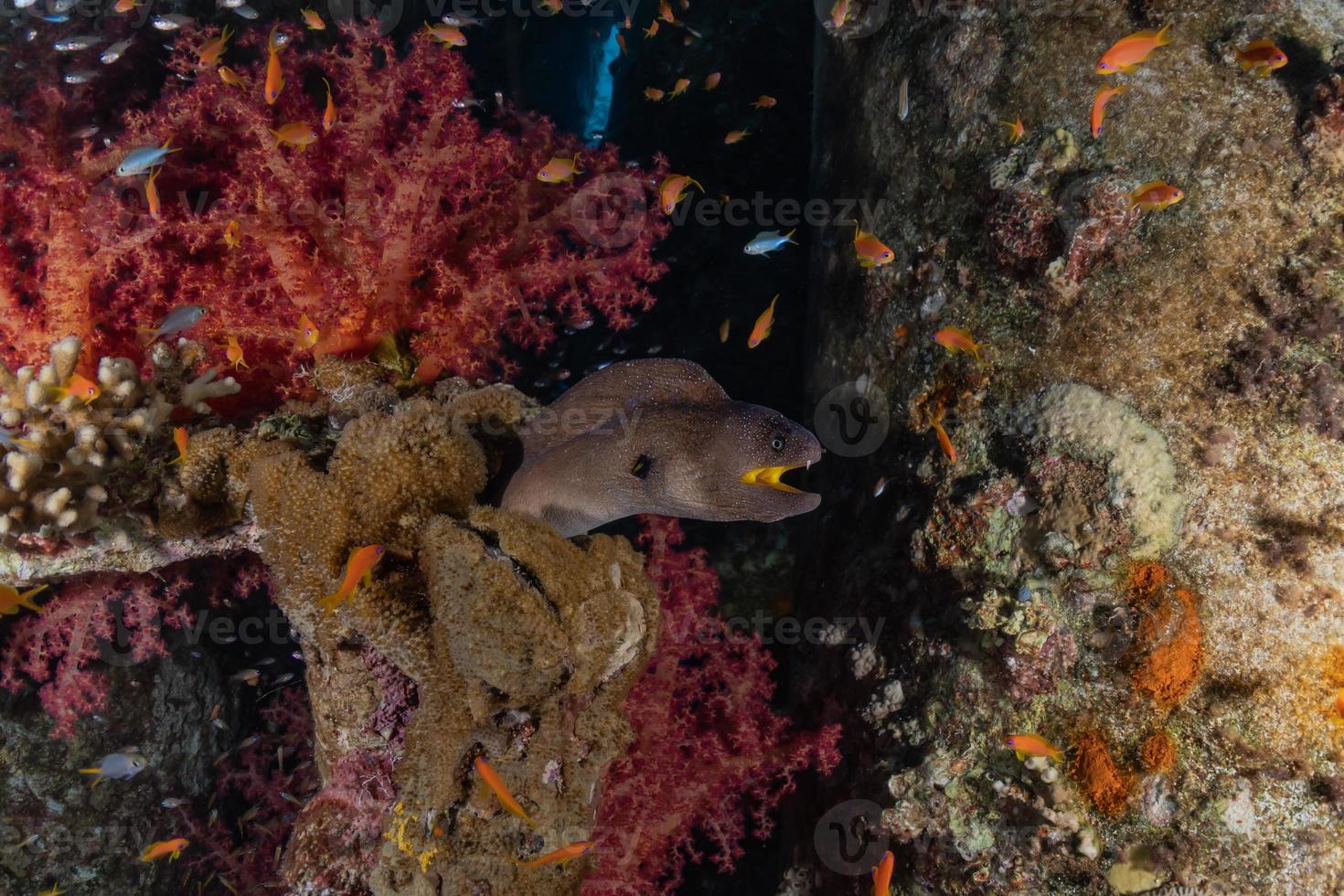 Morena mooray lycodontis undulatus en el mar rojo, eilat israel foto