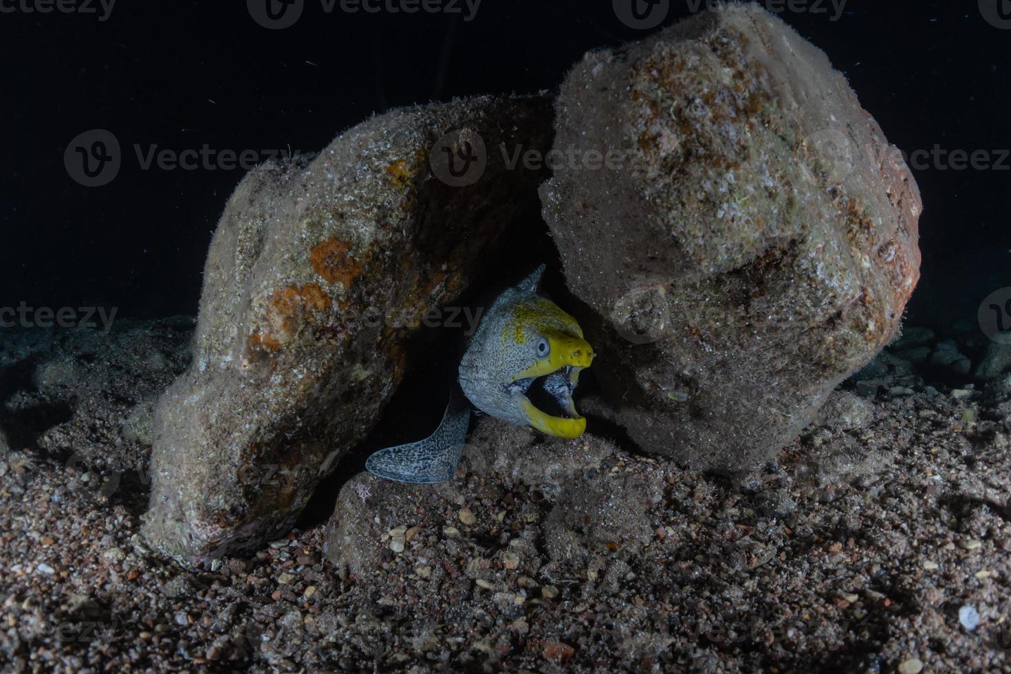 Moray eel Mooray lycodontis undulatus in the Red Sea, Eilat Israel photo