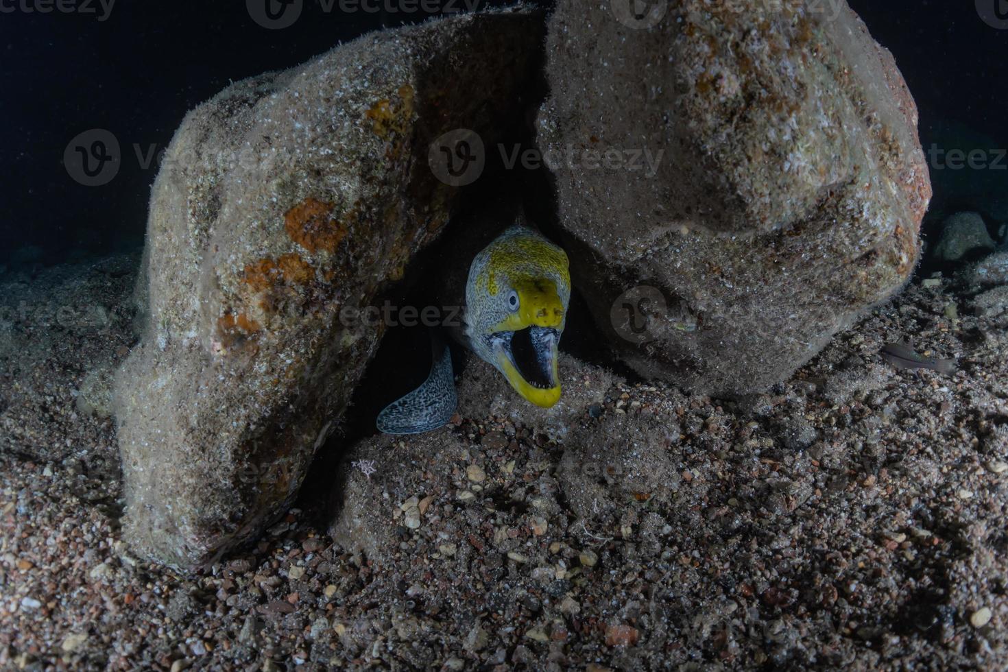 Moray eel Mooray lycodontis undulatus in the Red Sea, Eilat Israel photo