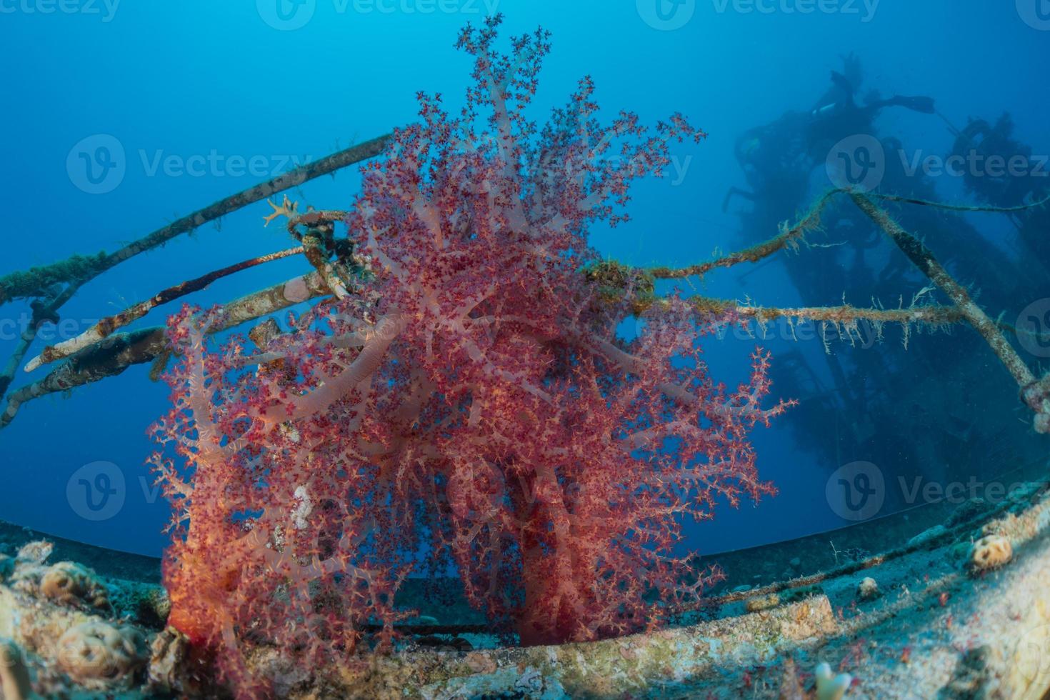 Coral reef and water plants in the Red Sea, Eilat Israel photo