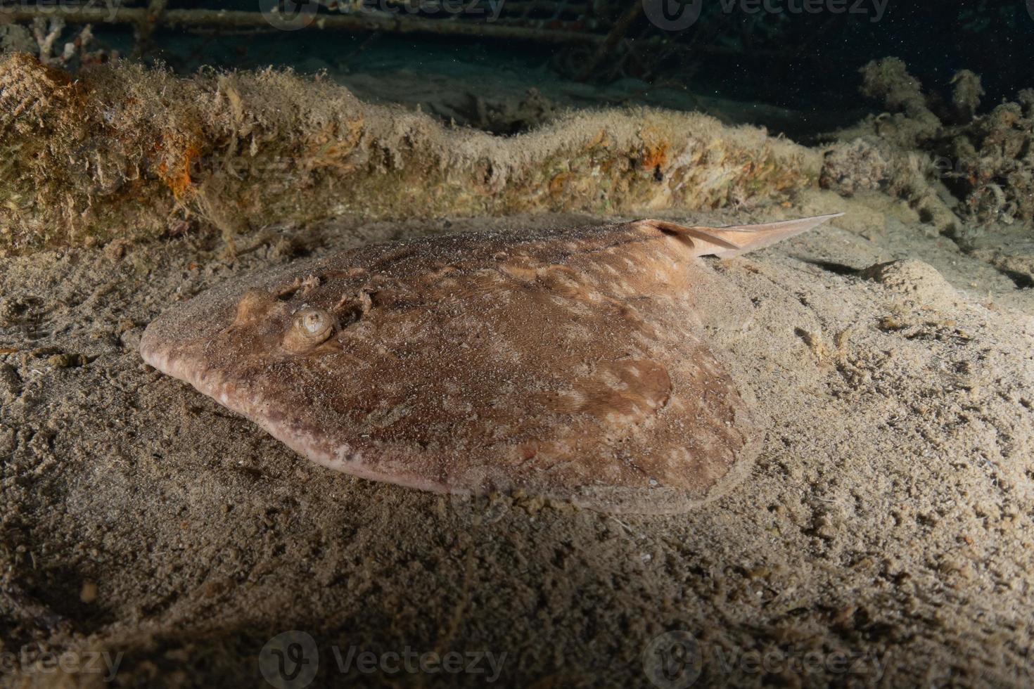 Torpedo sinuspersici On the seabed  in the Red Sea, Israel photo