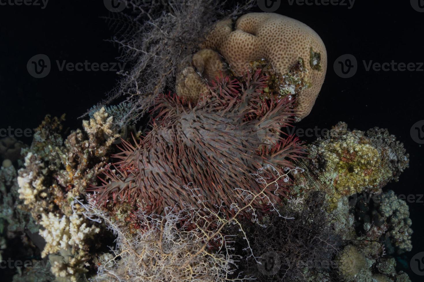 Coral reef and water plants in the Red Sea, Eilat Israel photo