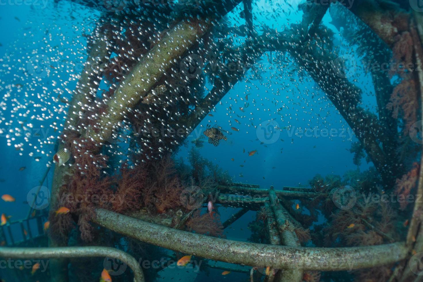 Fish swim in the Red Sea, colorful fish, Eilat Israel photo