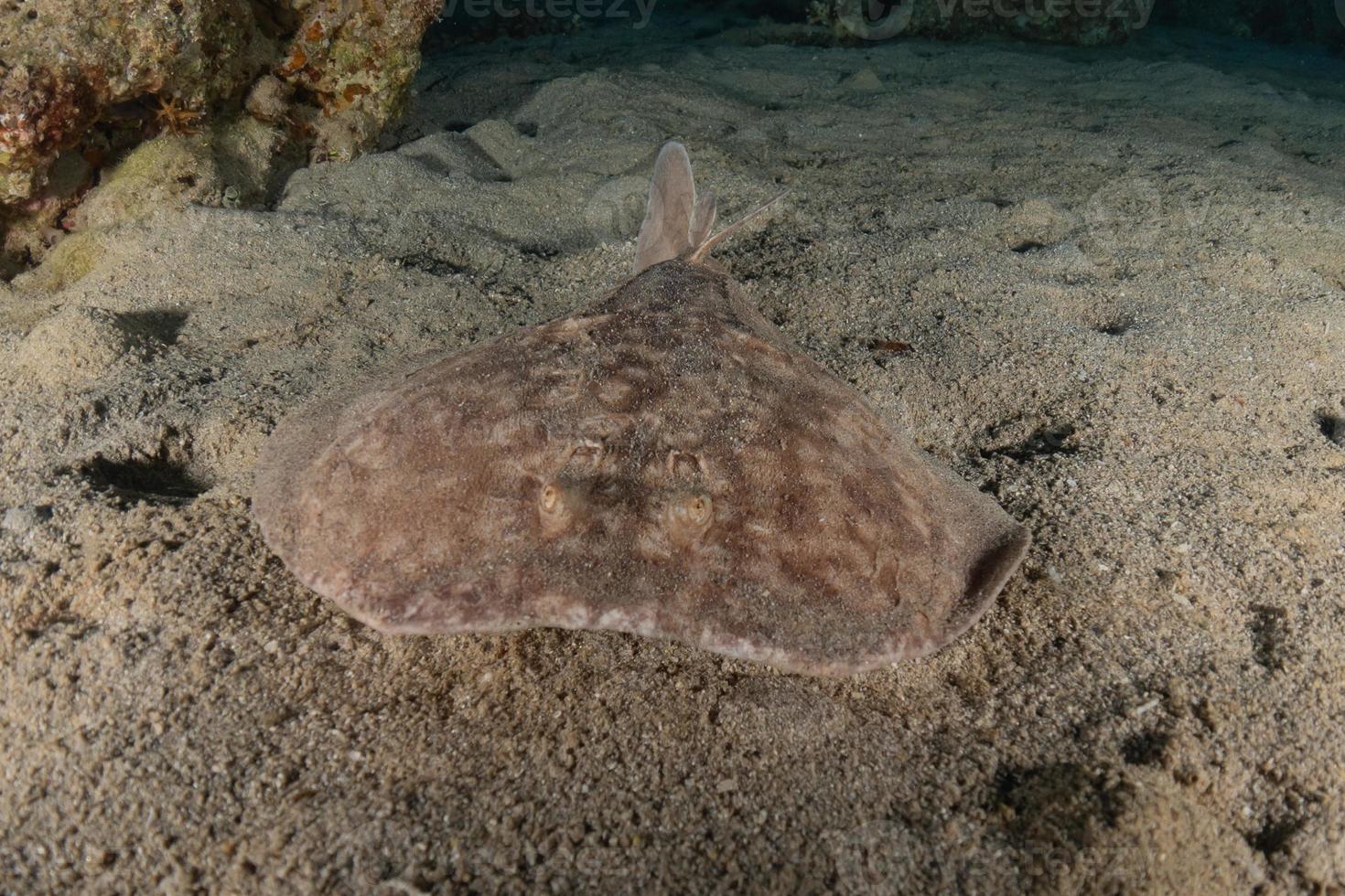 Torpedo sinuspersici On the seabed  in the Red Sea, Israel photo