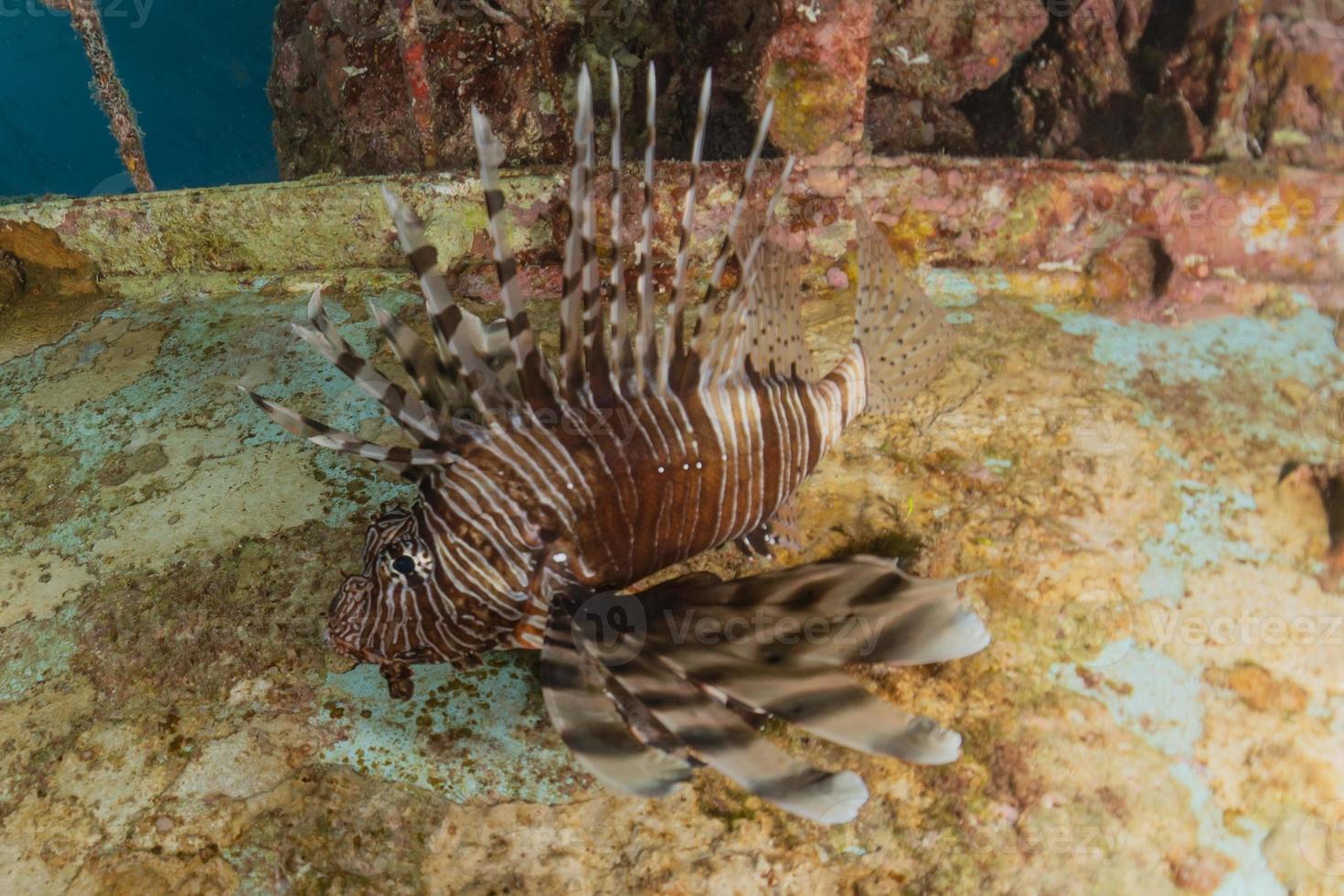 Lionfish in the Red Sea colorful fish, Eilat Israel photo