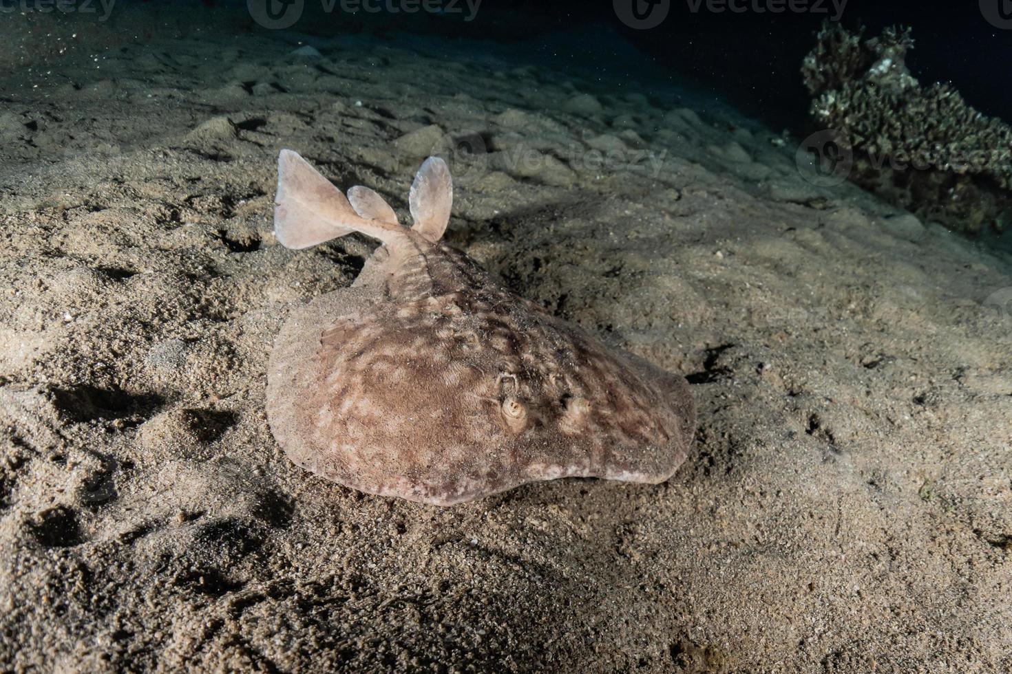 Torpedo sinuspersici On the seabed  in the Red Sea, Israel photo