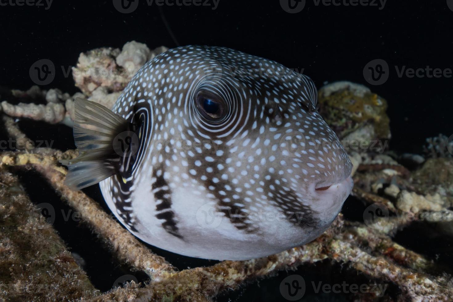 Fish swim in the Red Sea, colorful fish, Eilat Israel photo