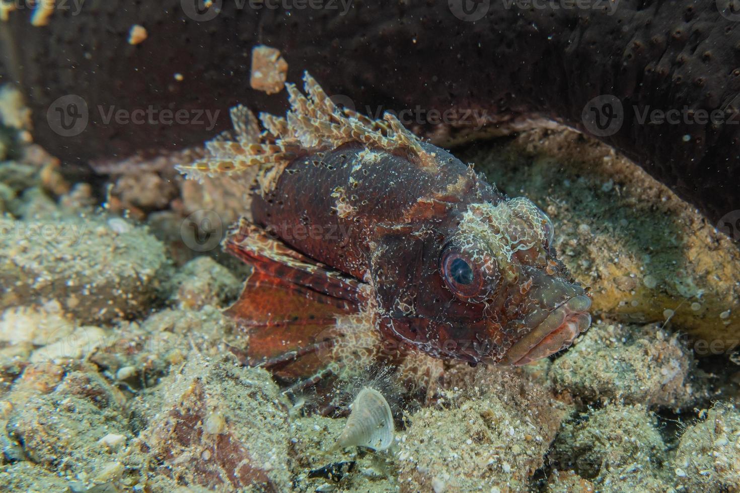 Fish swim in the Red Sea, colorful fish, Eilat Israel photo