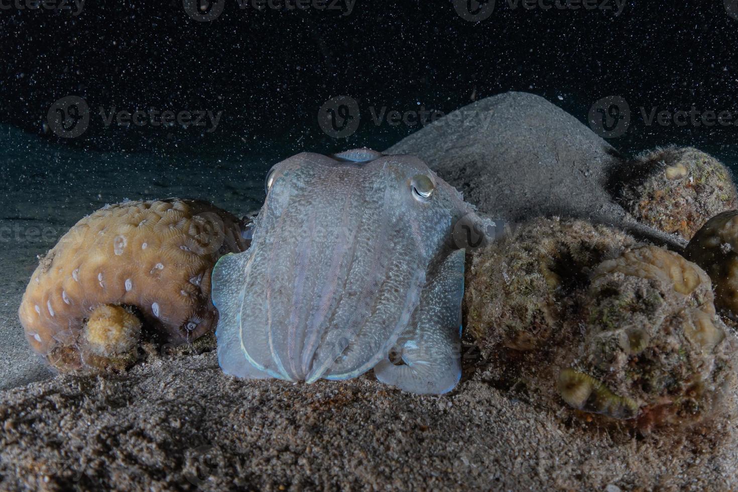 Squid in the Red Sea Colorful and beautiful, Eilat Israel photo