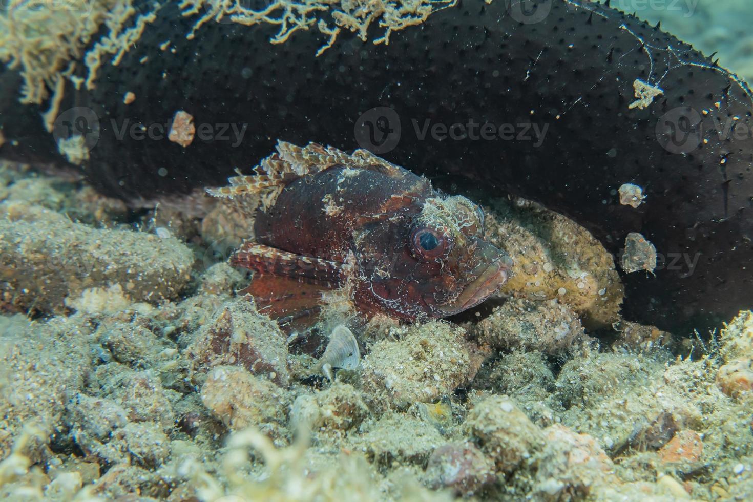 Fish swim in the Red Sea, colorful fish, Eilat Israel photo