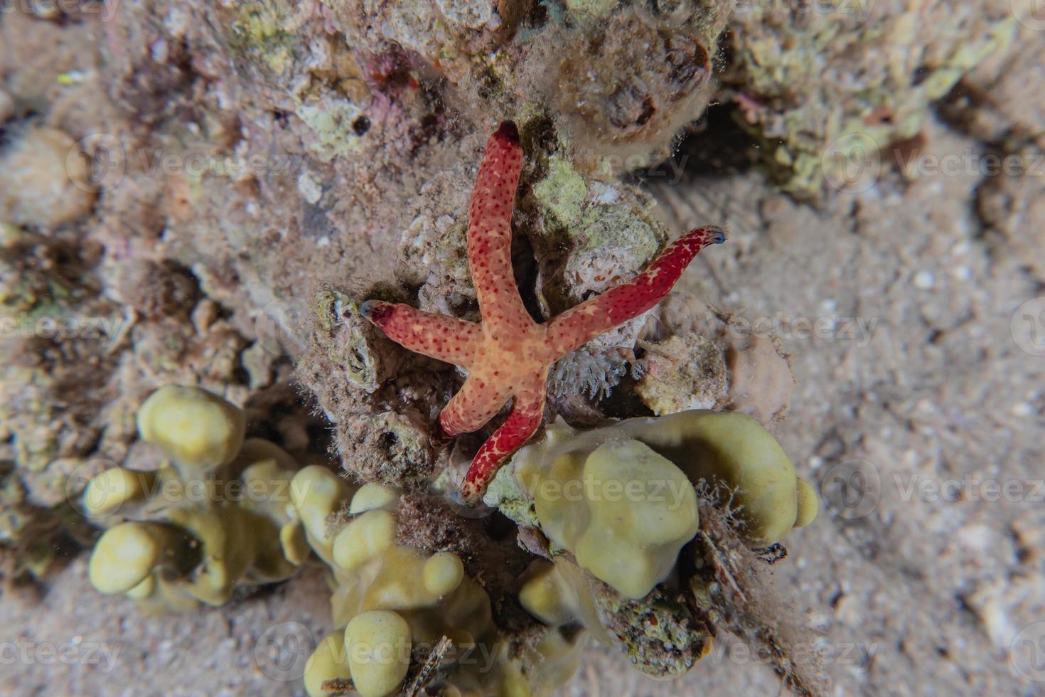 Estrella de mar en el fondo del mar rojo, Eilat, Israel foto