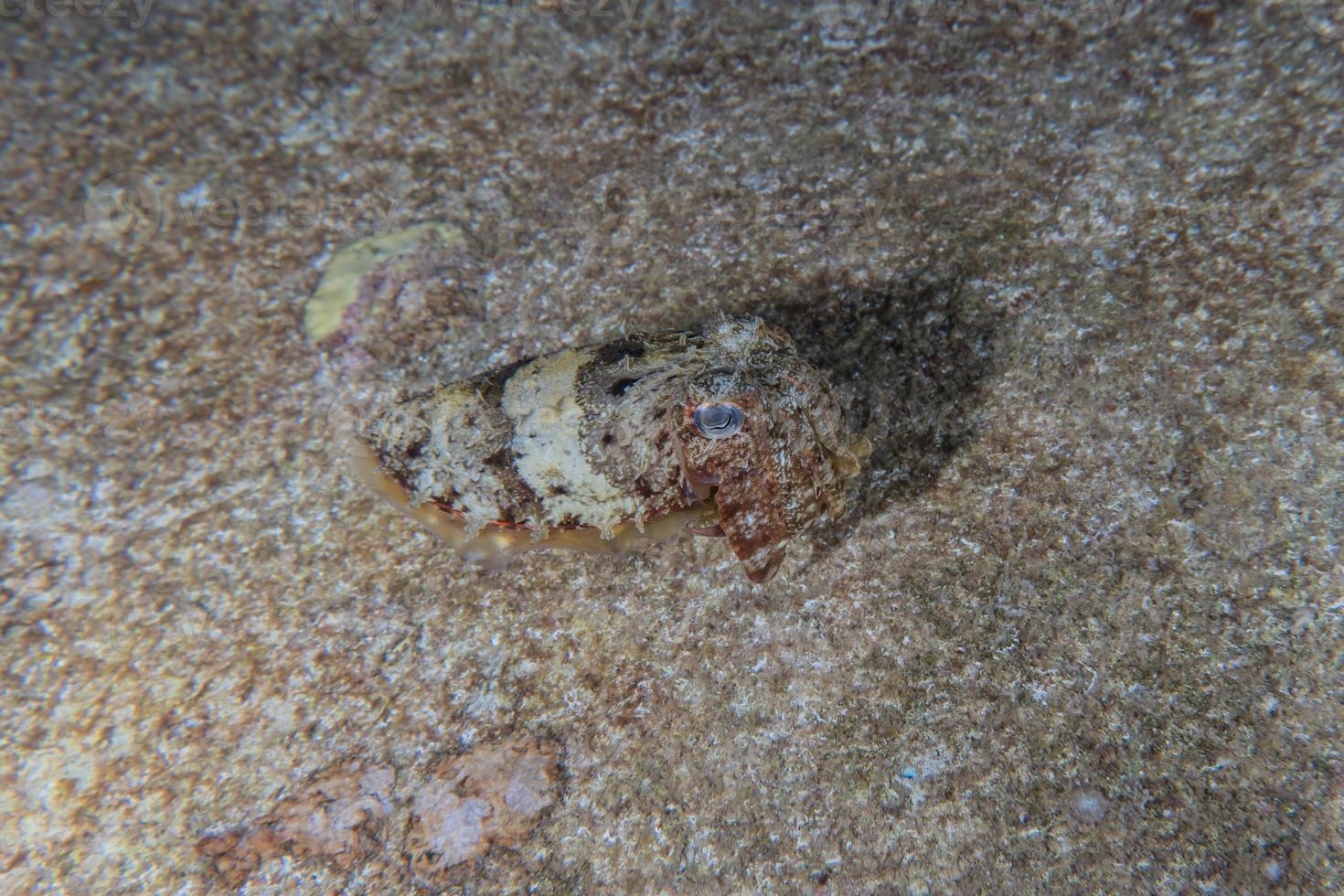 Squid in the Red Sea Colorful and beautiful, Eilat Israel photo