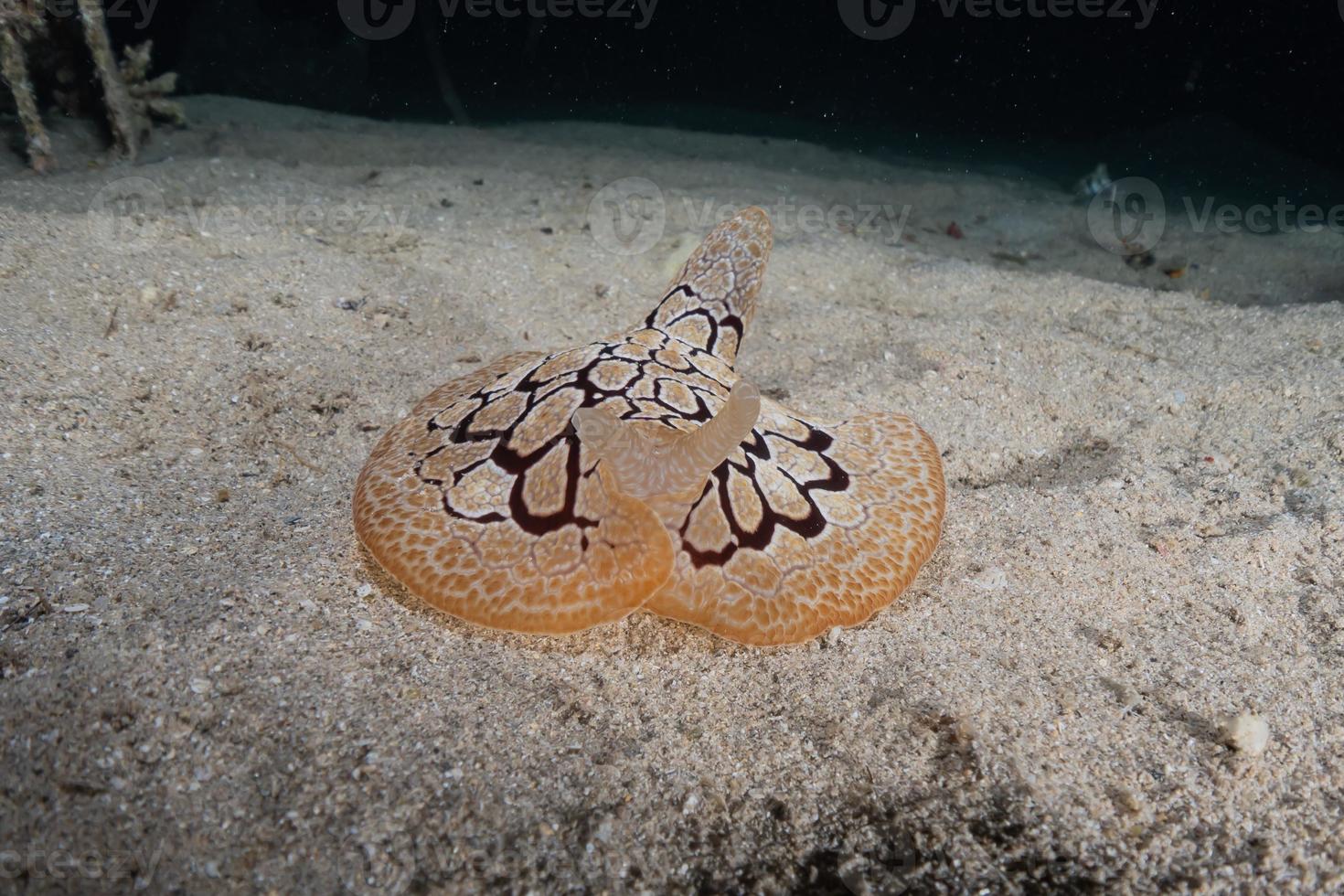 Sea slug in the Red Sea Colorful and beautiful, Eilat Israel photo