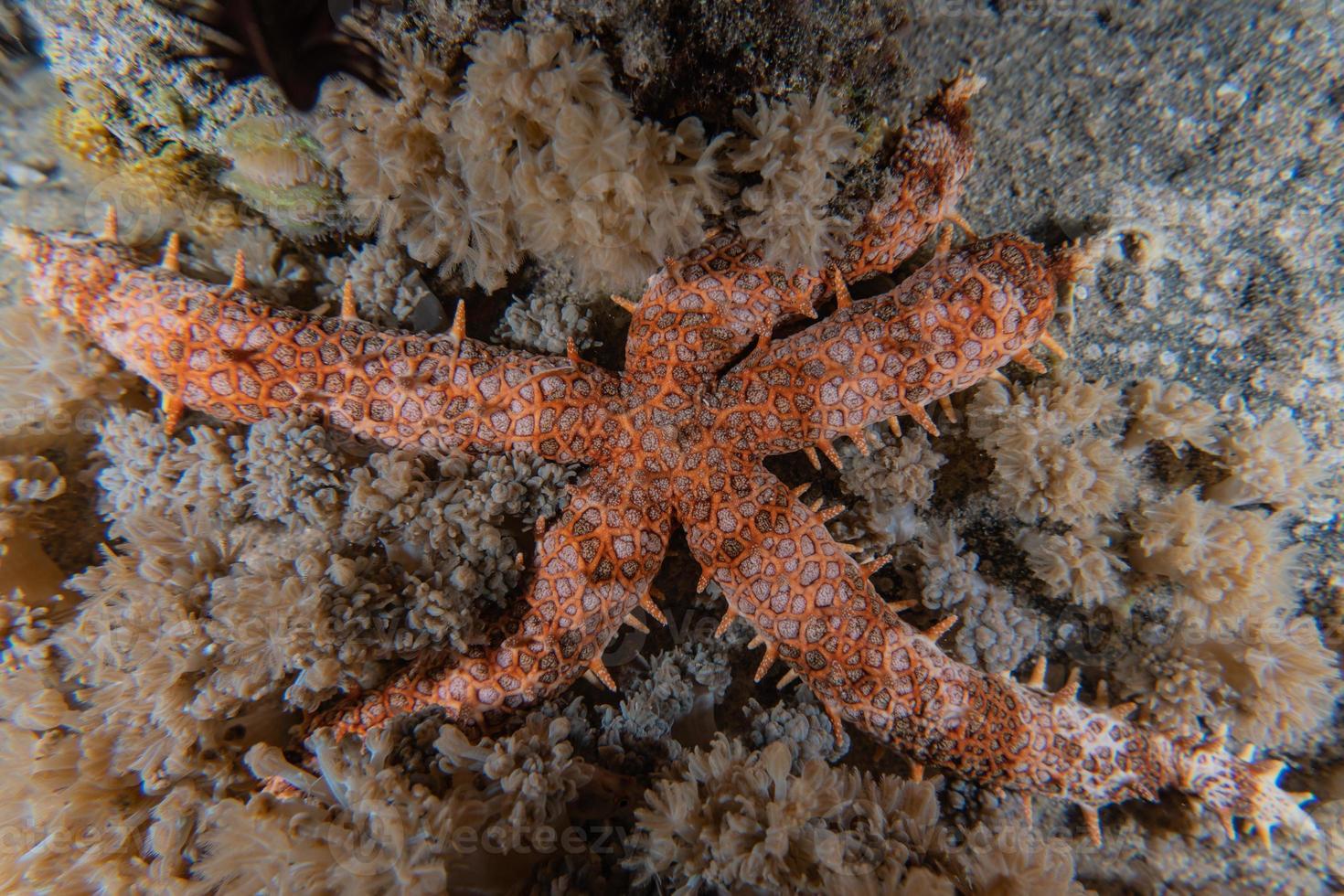 Estrella de mar en el fondo del mar rojo, Eilat, Israel foto