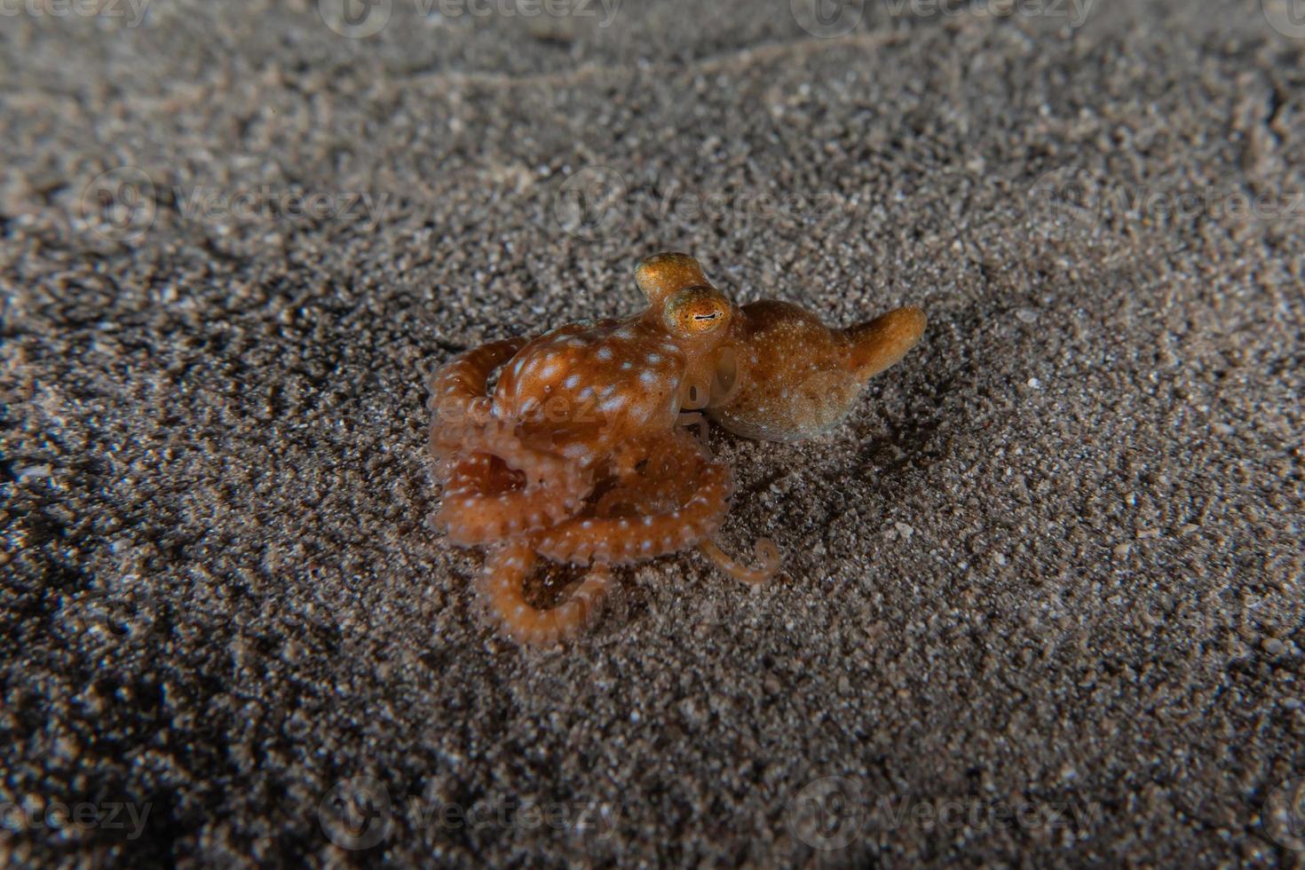 Octopus king of camouflage in the Red Sea, Eilat Israel photo