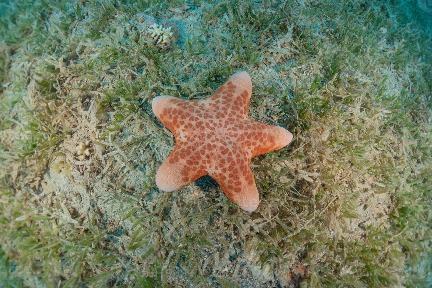 Estrella de mar en el fondo del mar rojo, Eilat, Israel foto