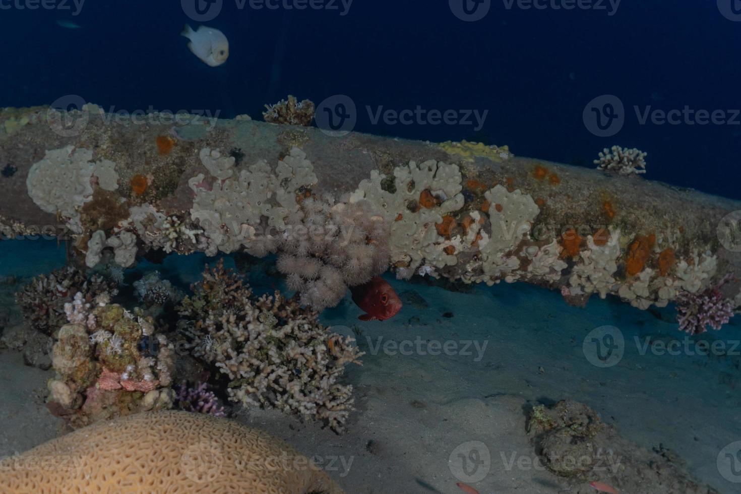 Coral reef and water plants in the Red Sea, Eilat Israel photo