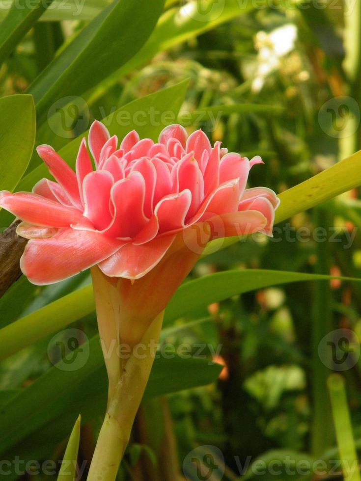 flores en el jardín botánico de las indias, coloridas y hermosas foto