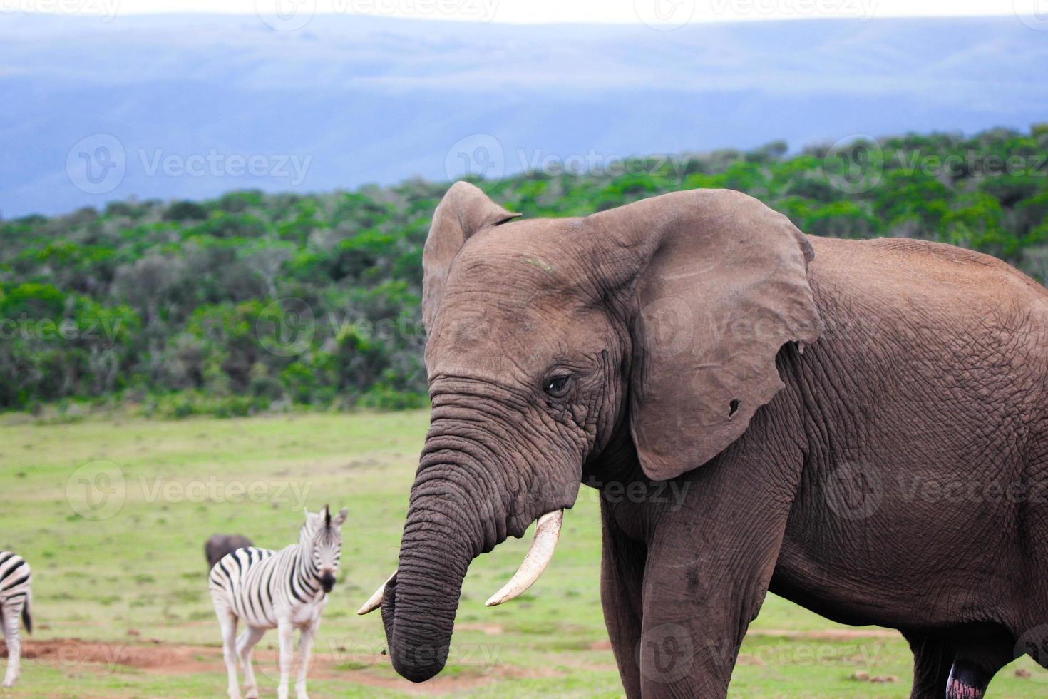 elefantes africanos en sudáfrica, elefantes de sudáfrica foto