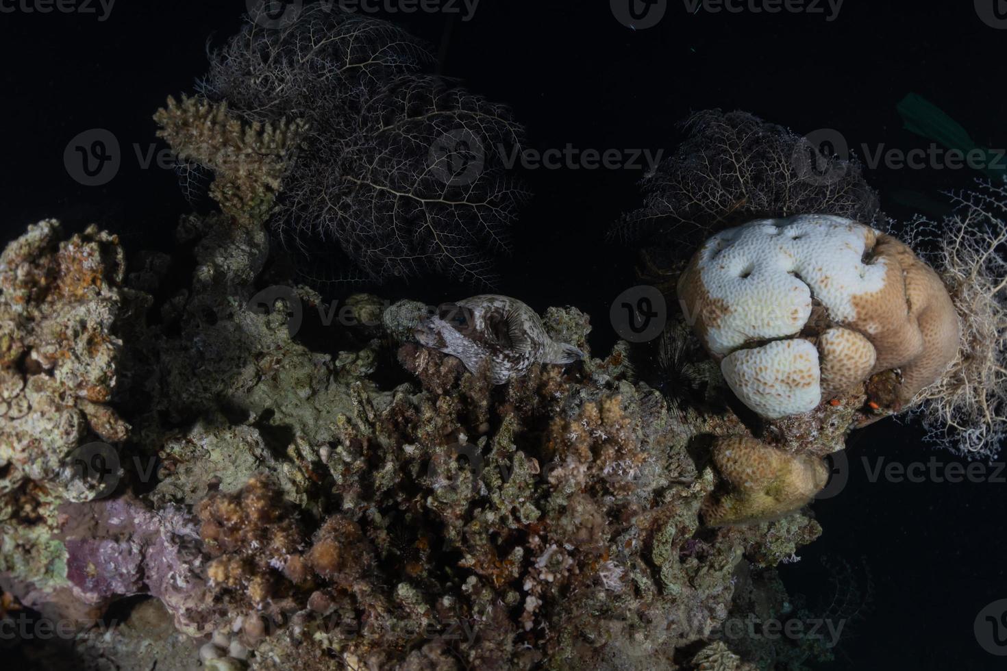 Coral reef and water plants in the Red Sea, Eilat Israel photo