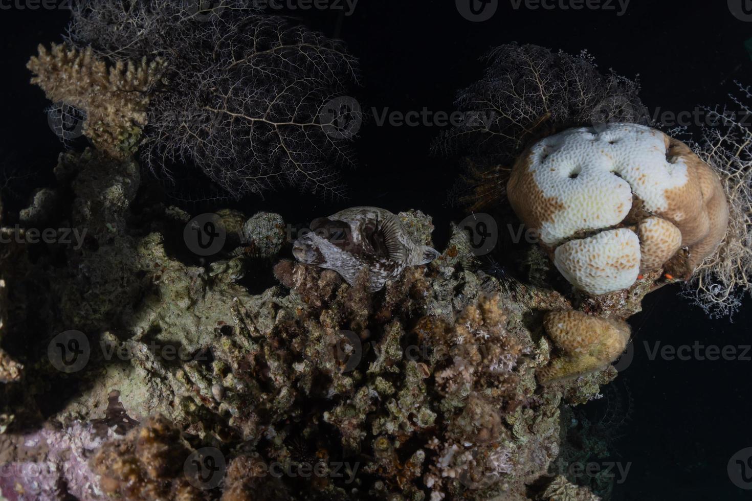 Coral reef and water plants in the Red Sea, Eilat Israel photo